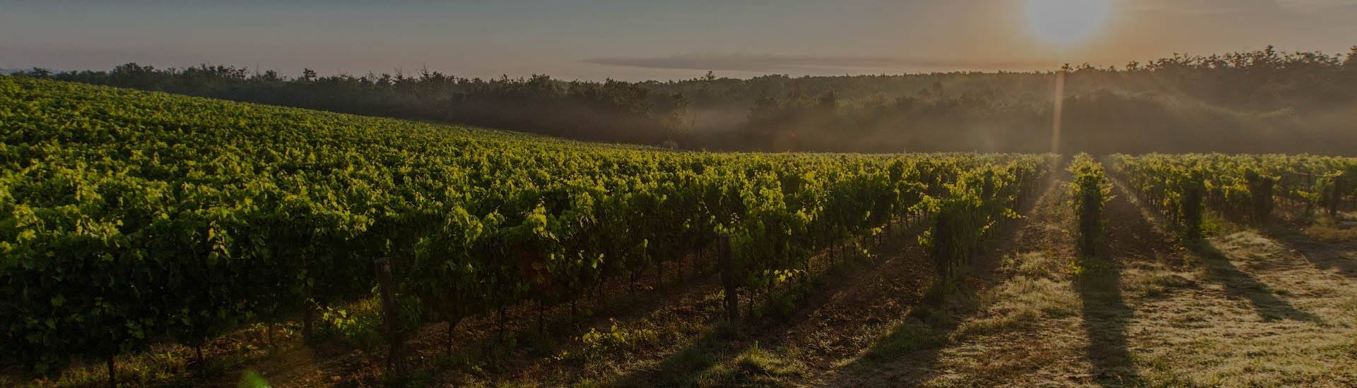 Vineyard Insurance Brokers in Newcastle Ian Jones